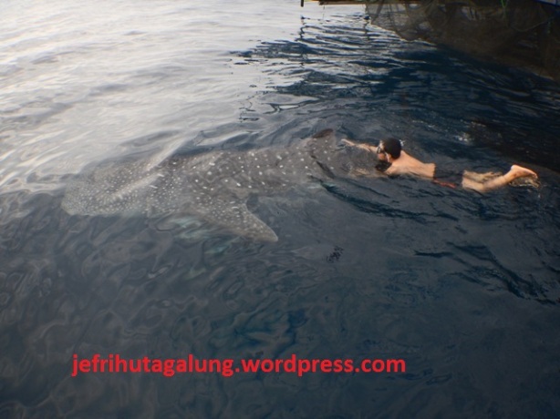 Memegang Sirip Hiu Paus (Whale Shark) di Ds Talisayan